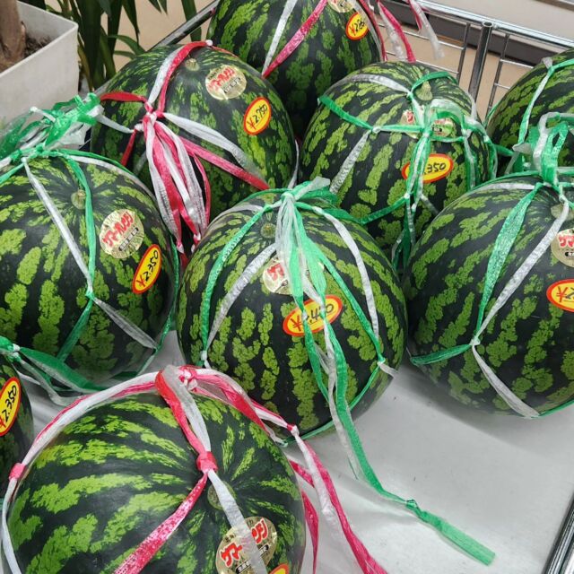 2024.07.19
今年もサマーオレンジの季節がやってきました！！
シーズンはじめなので気持ち小さいですが味は間違いありません！
さっそく半分ぐらい売れてしまいました。。
品切れになることもありますのでお早めに！
予約することも可能です。

#サマーオレンジ 
#すいか #スイカ
#お米のかさい #笠井商店
#お米 #和食 #北海道米 
#北海道米love 
#ゆめぴりか #ななつぼし 
#ほしのゆめ #ふっくりんこ
#おぼろづき #ゆきさやか 
#きらら397
#北海道 #留萌 #hokkaido #rumoi #rice